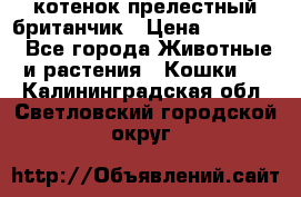 котенок прелестный британчик › Цена ­ 12 000 - Все города Животные и растения » Кошки   . Калининградская обл.,Светловский городской округ 